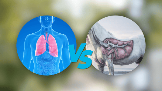 Unterschiede zwischen Inhalatoren für Pferd und Mensch