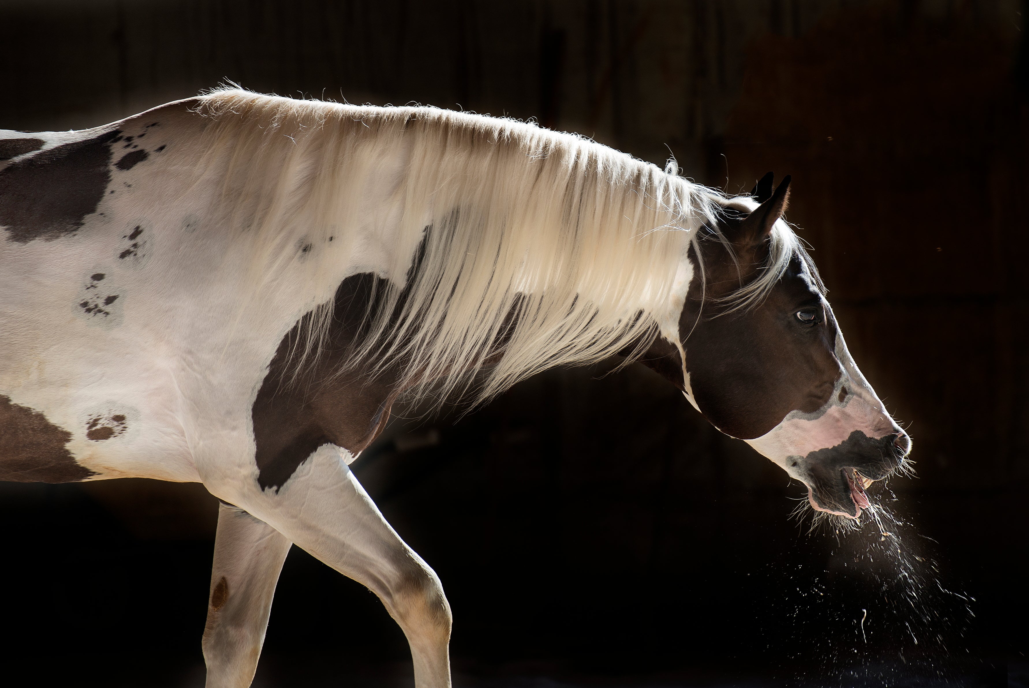 6 Tips For Coughing Horses