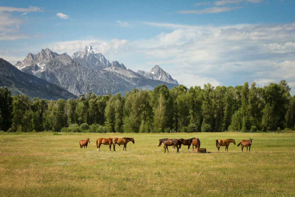 Veterinarian’s tips: Management of horses with equine asthma