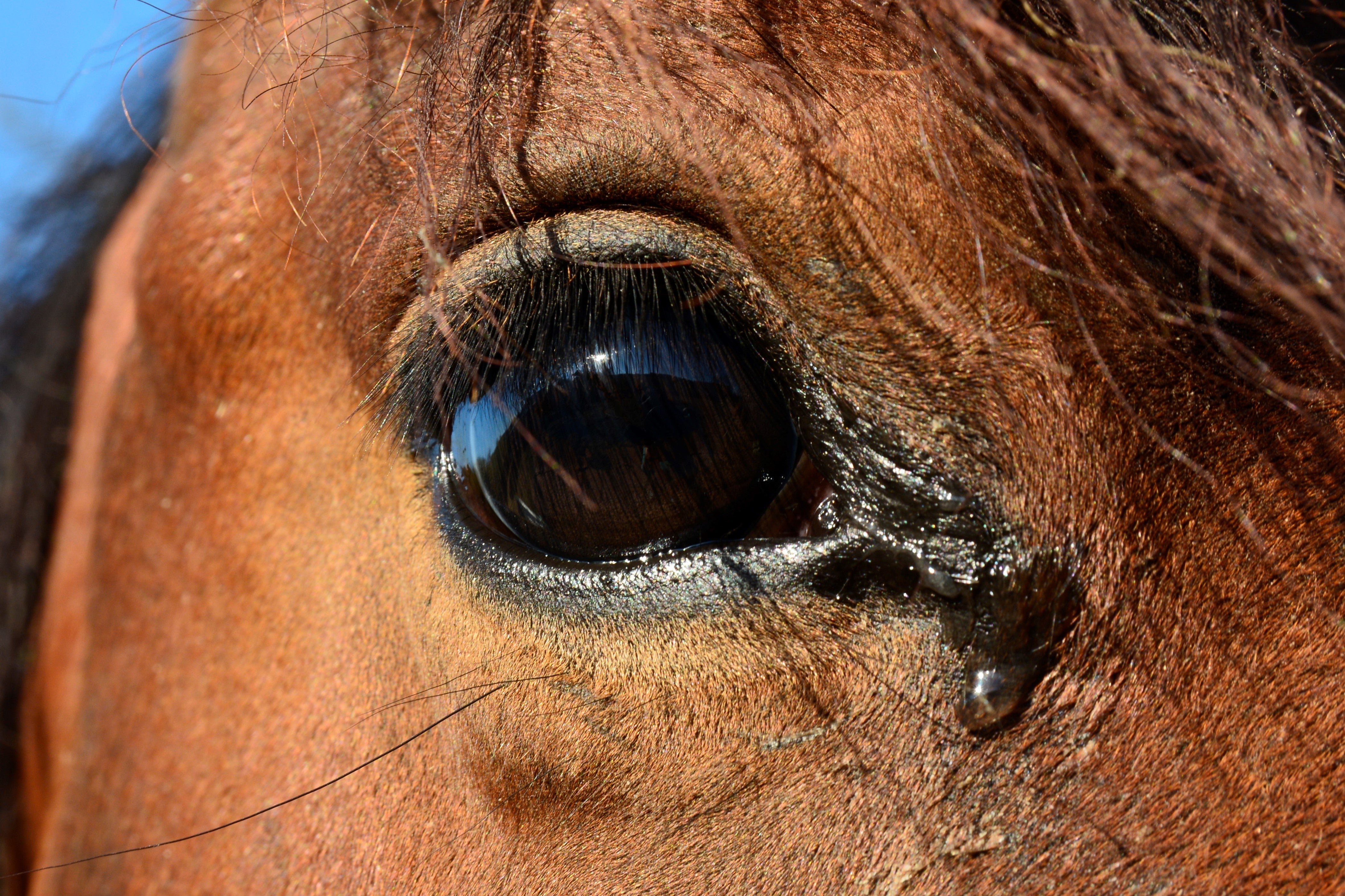 Watery horse eyes and their causes